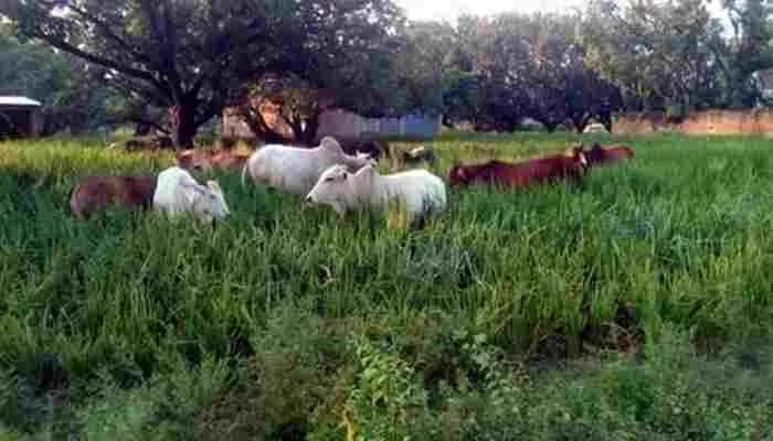 अयोध्या: खड़ी फसलों को तबाह कर रहे छुट्टा पशुओं के झुंड, जिम्मेदारी कुंभकर्णी निद्रा में