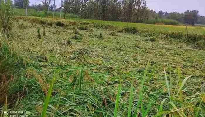 अयोध्या: आफत बनी बारिश, किसानों में छाई मायूसी… प्रशासन ने किया अलर्ट