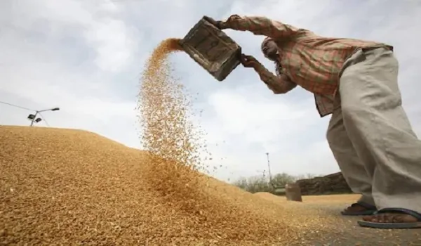मुरादाबाद: दो दिन बंदी के बाद आज फिर होगी धान खरीद
