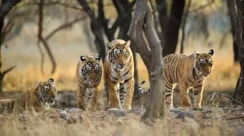 हल्द्वानी: सात अक्तूबर तक मनाया जाएगा वन्यजीव अभयारण सप्ताह