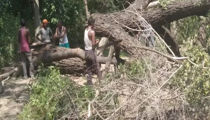 हरदोई: वन विभाग की मिलीभगत से हरे पेड़ों पर चला आरा