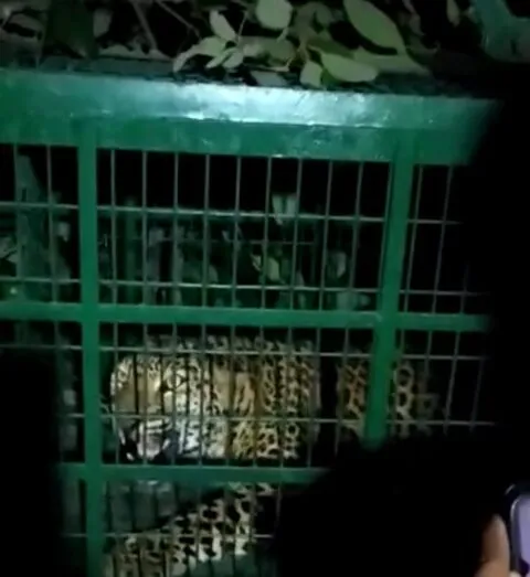 ज्योलीकोट ब्रेकिंग: दो साल के मासूम को निवाला बनाने वाला गुलदार पिंजड़े में कैद हुआ