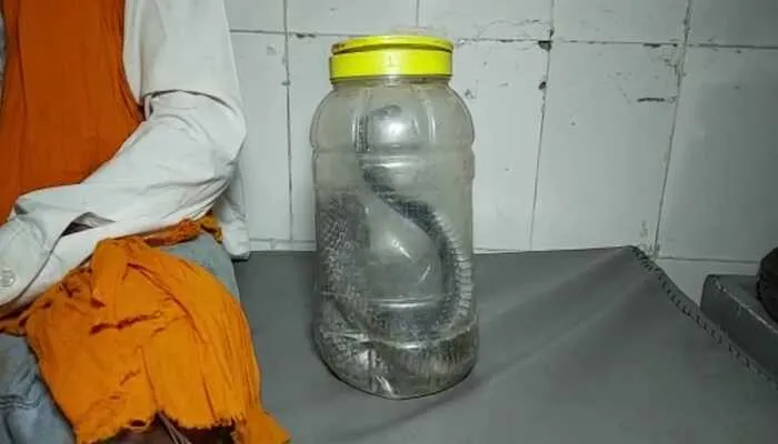 डिब्बे में किंग कोबरा लेकर जिला अस्पताल पहुंचा युवक, जानें पूरा मामला…