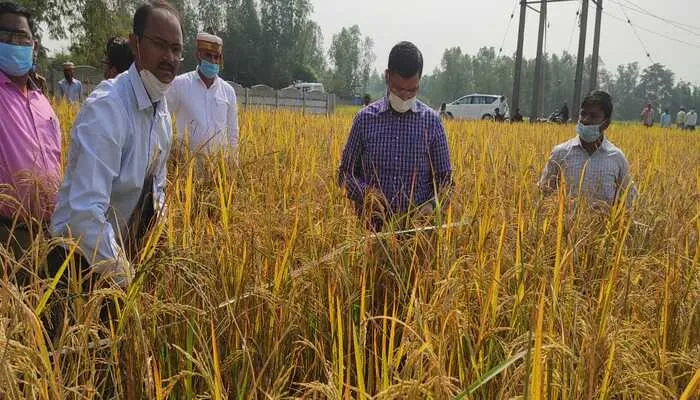 अमेठी: धान की फसल का उत्पादन जानने के लिए डीएम ने करवाई क्राप कटिंग