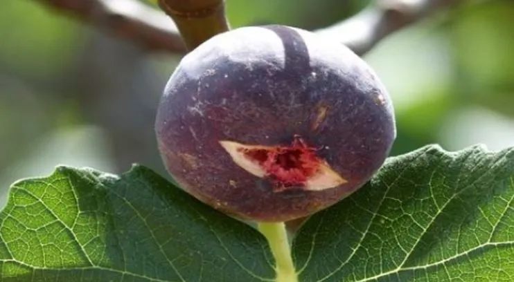 दर्द के लिए जंगली हिमालयी अंजीर का करेंगे इस्तेमाल तो होगा फायदा