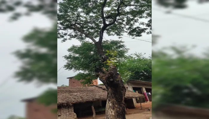 रायबरेली: पेड़ के सहारे हो रही बिजली आपूर्ति, जिम्मेदारों की नहीं पड़ी नजर