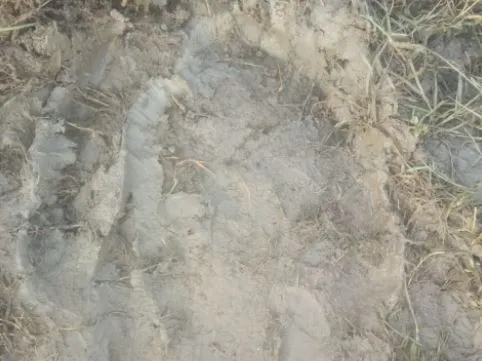 पीलीभीत: हरिपुर जंगल से बाहर निकला हाथियों का झुंड, दहशत में ग्रामीण, विभाग की टीम ने ट्रेस किए पगमार्क