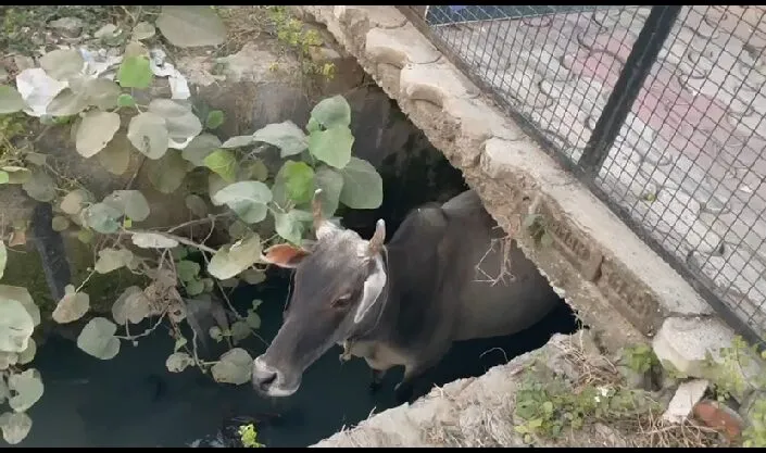बरेली: नाले में गिरी गाय, घंटों नहीं आया नगर निगम व अग्निशमन का दस्ता