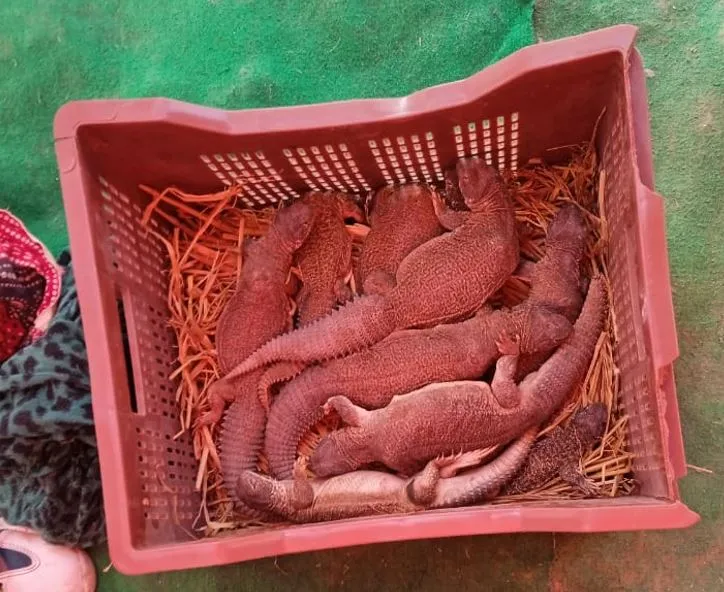 बरेली: दुर्लभ वन्य जीवों से पिता-पुत्र बना रहे थे मर्दाना ताकत का तेल, पकड़े गए