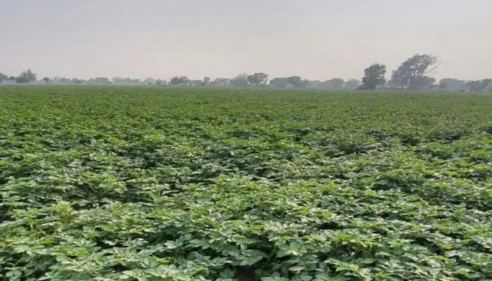 रायबरेली: मौसम मेहरबान, इस बार आलू की होगी बंपर पैदावार