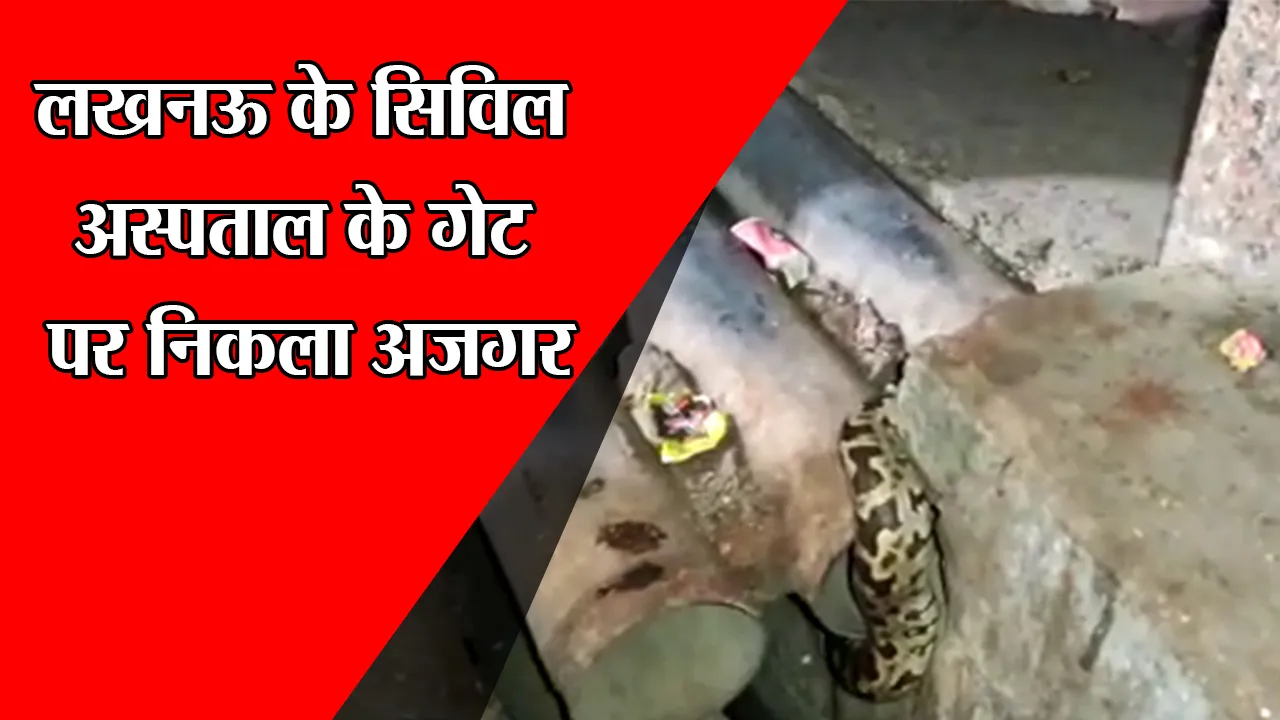लखनऊ : सिविल अस्पताल के गेट पर निकला अजगर