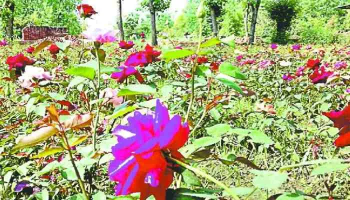 सहारनपुर की नर्सरियों से गुलजार हो रहे हैं कई राज्य