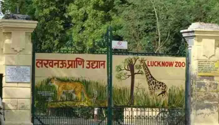 लखनऊ: चिड़ियाघर में उमड़ी भीड़, चिम्पैंजी व शेर की झलक को बेताब दिखे दर्शक