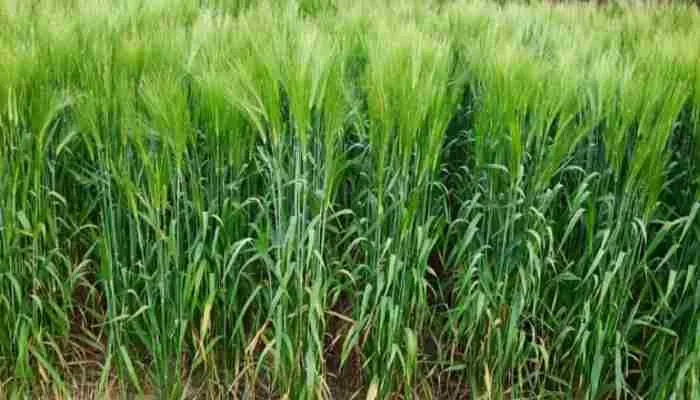 जौ की नई प्रजाति विकसित कर सीएसए ने हासिल की बड़ी उपलब्धि