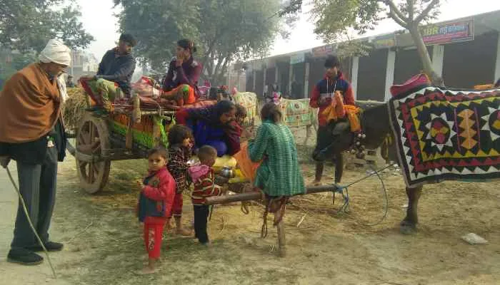 रायबरेली: दो साल बाद गंगा तट पर सुनाई दिए बैलों के घुंघरू, बैलगाड़ियों से पहुंचे श्रद्धालु