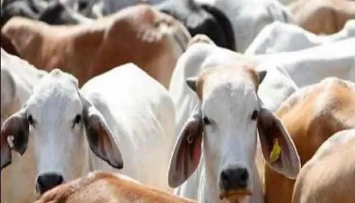 उन्नाव: बाग में मिले गोवंश के कंकाल, प्रधान, सचिव व डिप्टी सीवीओ पर होगी कार्रवाई
