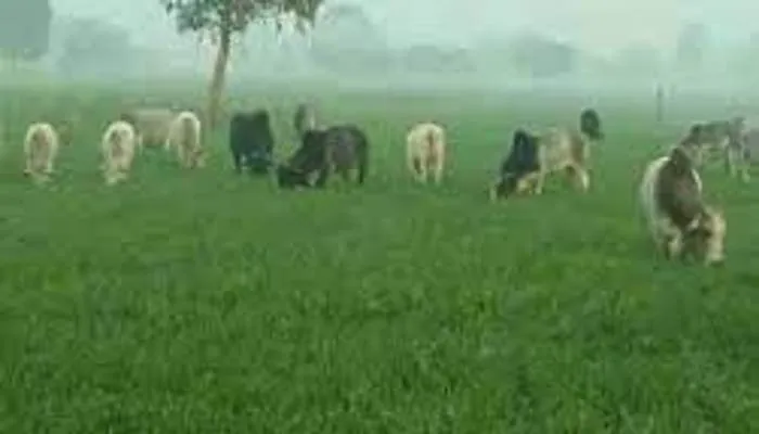 सीतापुर: गोंदलामऊ में छुट्टा मवेशी किसानों के लिए बने आफत