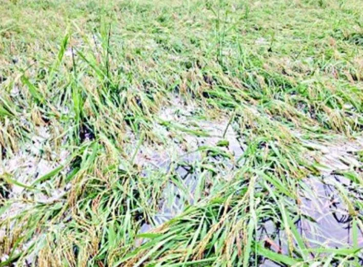 बरेली: बाढ़ से 250 गांव प्रभावित हुए तो 8000 किसानों की फसलें बर्बाद