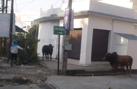 हल्द्वानी: बीच सड़क भिड़े दो सांड, मची अफरातफरी