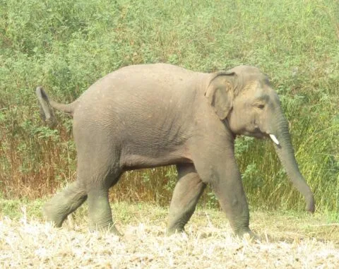 हल्द्वानी: गौलापार में हाथी के हमले में महिला की मौत