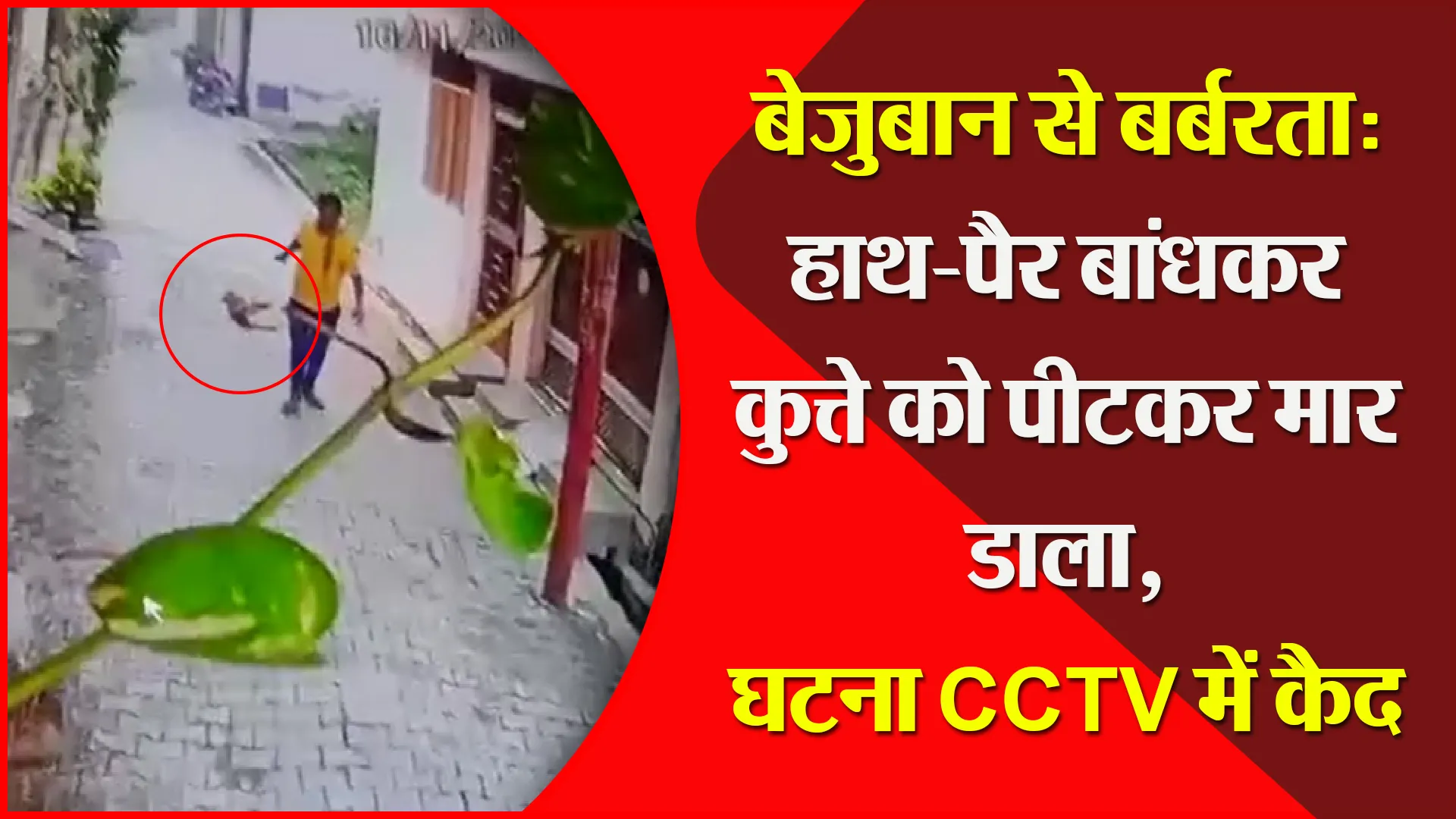 मुरादाबाद: बेजुबान से बर्बरता: हाथ-पैर बांधकर कुत्ते को पीटकर मार डाला, घटना CCTV में कैद