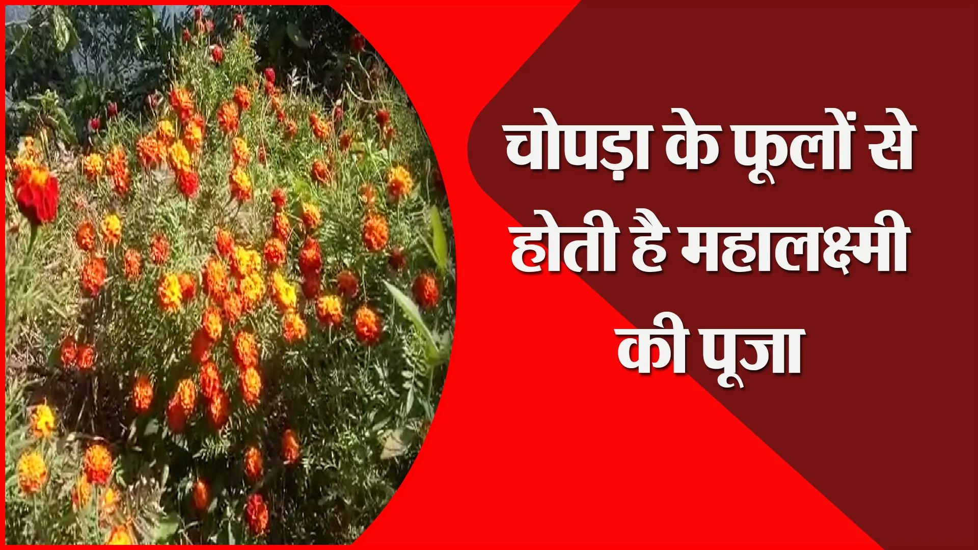 हल्द्वानी: चोपड़ा के फूलों से होती है महालक्ष्मी की पूजा
