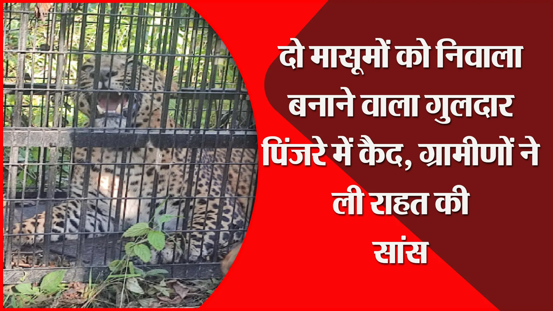 नैनीताल: दो मासूमों को निवाला बनाने वाला गुलदार पिंजरे में कैद, ग्रामीणों ने ली राहत की सांस