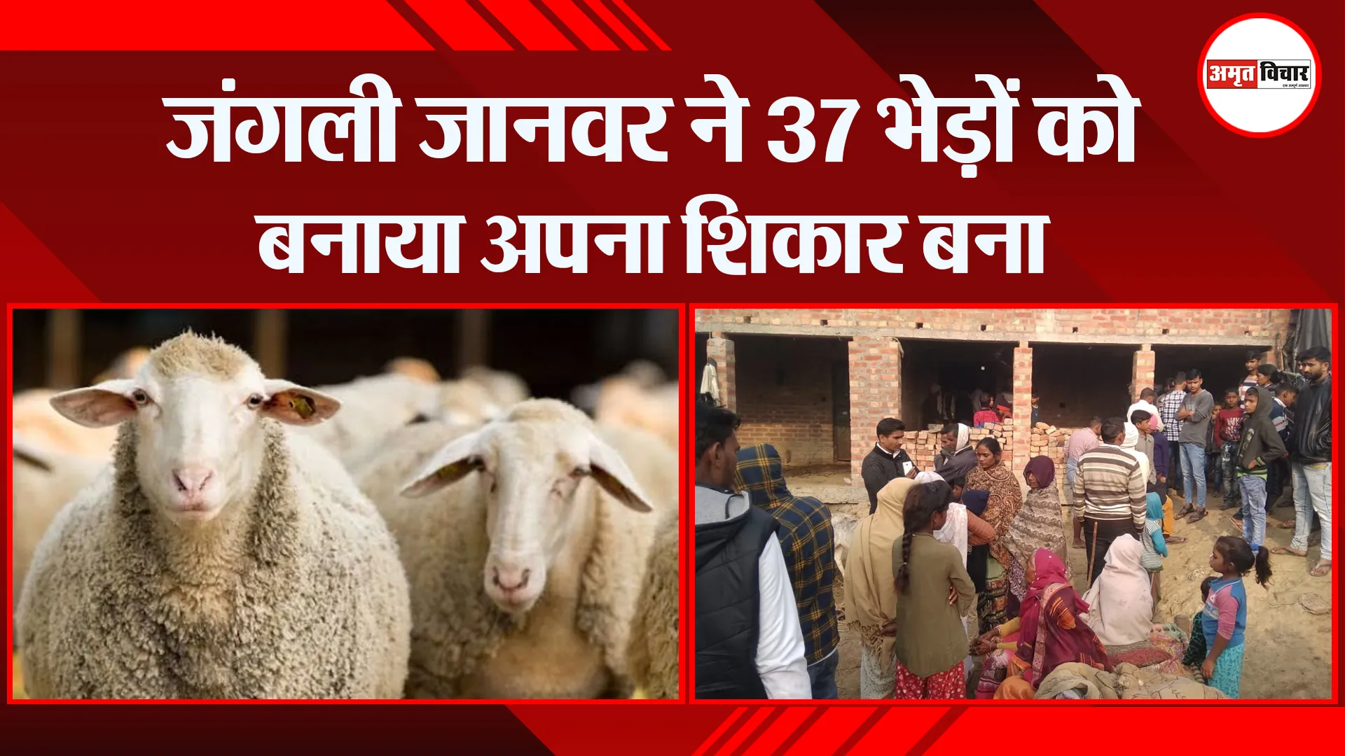 उन्नाव: जंगली जानवर ने 37 भेड़ों को बनाया अपना शिकार बना