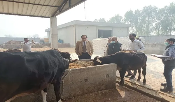 अमरोहा : गोवंश को सूखा भूसा दिए जाने से डीएम खफा