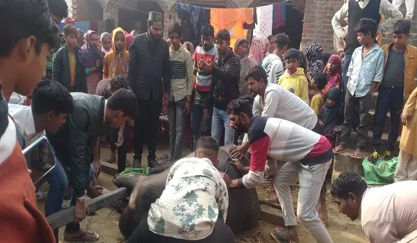 संभल : पशुओं की जान पर संकट, विभाग के पास वैक्सीन का टोटा