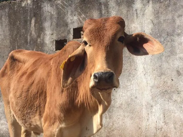 बरेली: माइक्रोचिप से होगी 2.39 लाख गायों की ऑनलाइन निगरानी