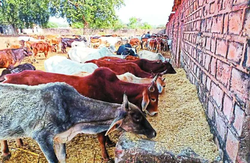 बरेली: रफियाबाद गौशाला में 250 गौवंशों को नहीं खिला रहे हरा चारा
