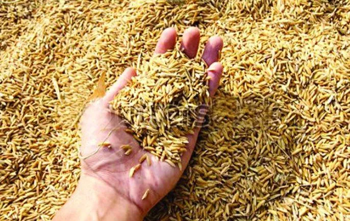 भारतीय किसान यूनियन ने कहा- धान के भुगतान में हो रहा है घोटाला