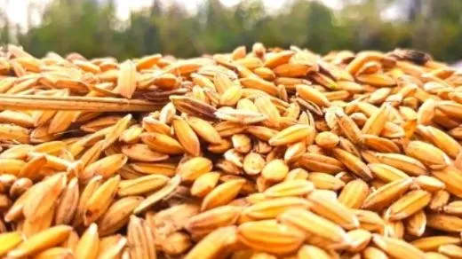 सरकार ने चालू खरीफ विपणन सत्र में अब तक खरीदा 209 लाख टन धान