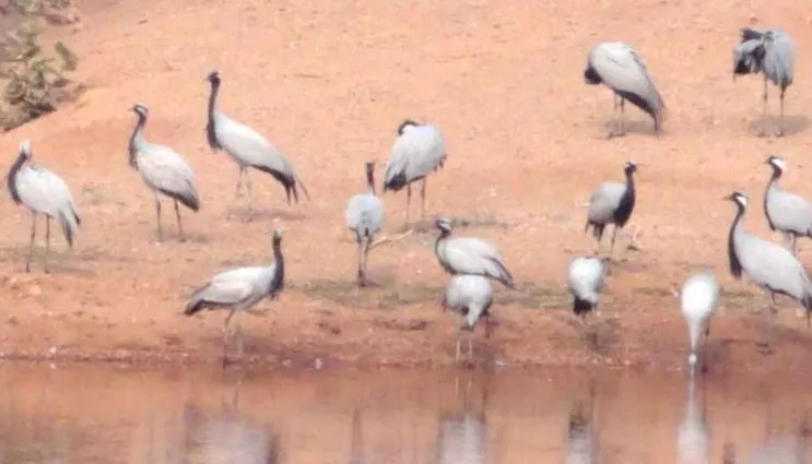 राजस्थान: कापरड़ा गांव में कुरजां के मरने का सिलसिला जारी, अब तक 80 से अधिक प्रवासी पक्षी की मौत