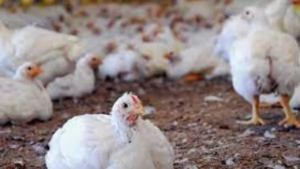 ओडिशा: डीजे की आवाज से मुर्गियों की मौत! पॉल्ट्री फार्म मालिक ने दर्ज कराई एफआईआर