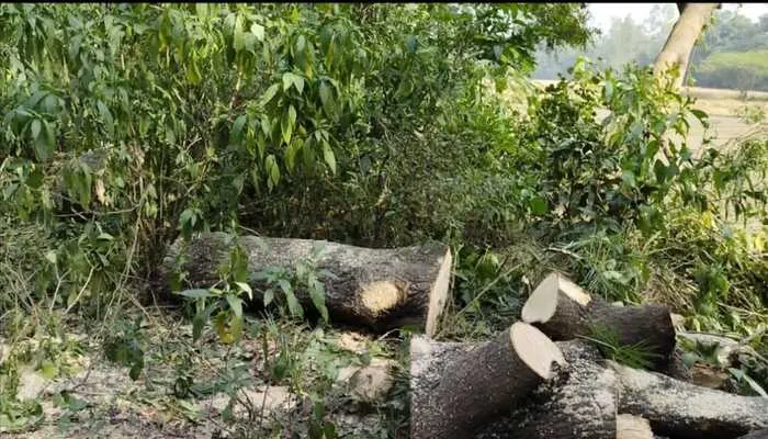 अमेठी: वन विभाग बना अंजान, दिन-रात लकड़ी ठेकेदार काट रहे हरे पेड़