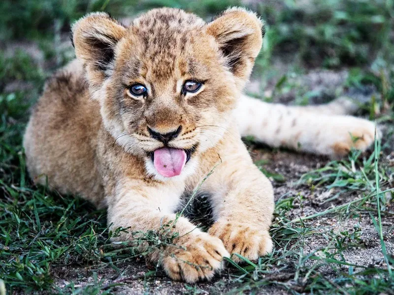 मध्यप्रदेश: बाघिन ‘राधा’ ने दो शावकों को दिया जन्म, बाघों की संख्या बढ़कर सात