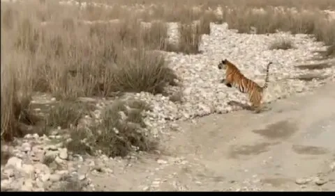 रामनगर: थ्रोटेट मार्टिन के शिकार के लिए पीछे भागा बाघ, वीडियो वायरल