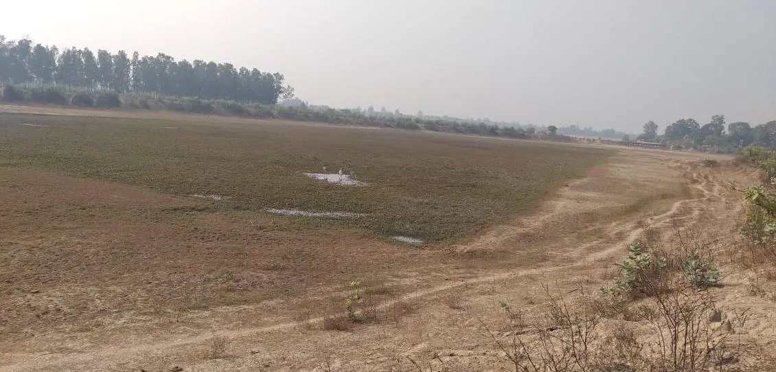 बरेली: लीलौर झील में पानी कम, प्रवासी पक्षियों के दर्शन दुर्लभ
