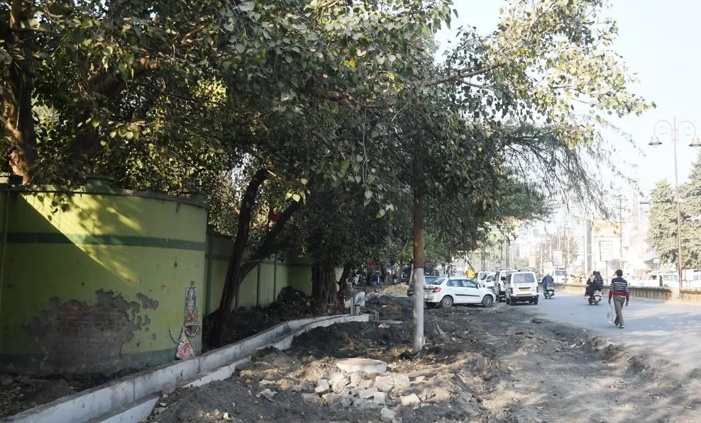 बरेली: 12 लाख लेकर बैठा वन विभाग, पेड़ ट्रांसलोकेट न होने से चौड़ीकरण थमा