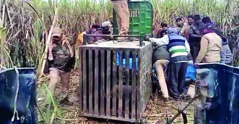 जसपुर: कुएं में गिरा तेंदुआ, वन विभाग ने किया रेस्क्यू