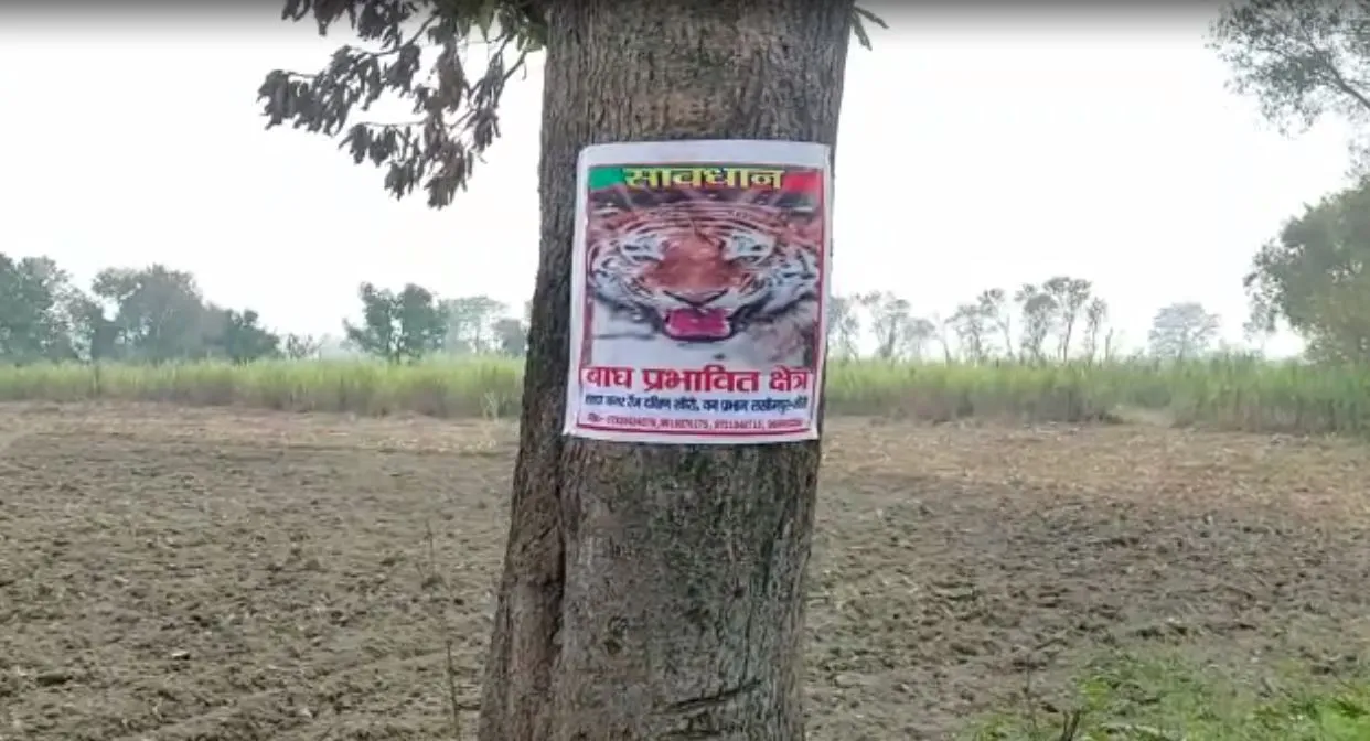 लखीमपुर-खीरी: मांस खाते बाघ की फुटेज कैमरे में कैद, मंझरा में पिंजरे से दूर रहा बाघ