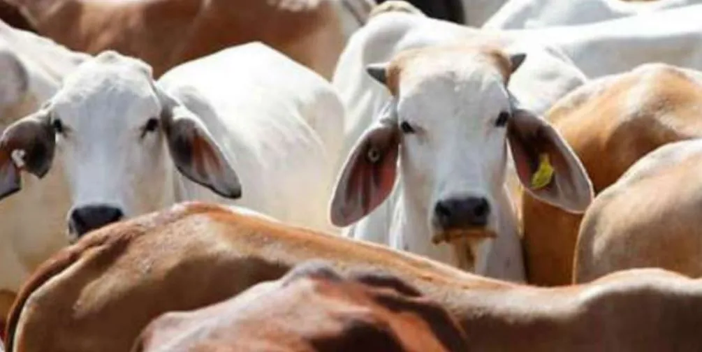 धन जुटाने को ‘गो संरक्षण समिति बरेली’ बनाई