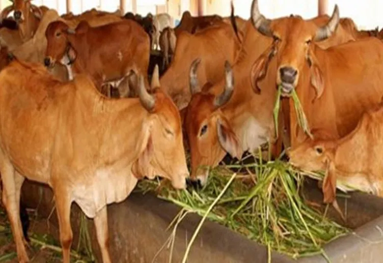 बरेली: कान्हा गोशाला की अनियमितताओं में फंसे ईओ