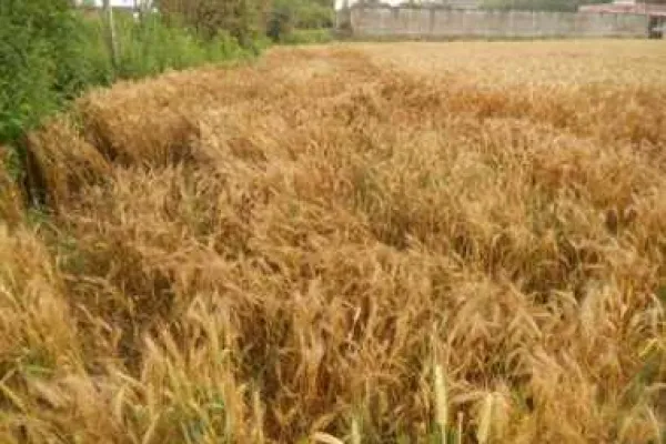 बरेली: खेत में पानी लगाने गए अधेड़ की मौत, हत्या का आरोप