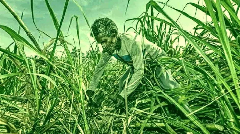 गन्ने का बकाया 2020-21 में 4,445 करोड़ रुपये पहुंचा, सबसे अधिक उत्तर प्रदेश में: केंद्र