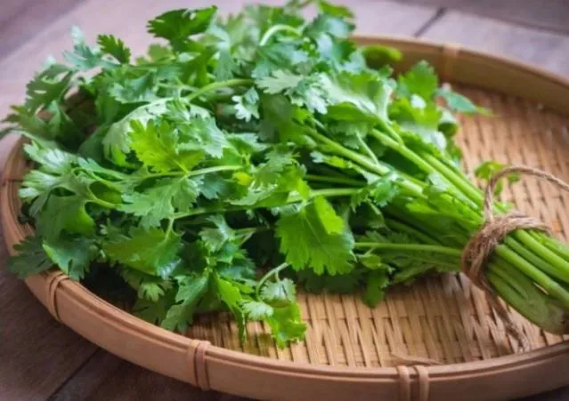 खून की है कमी तो जरूर खाएं हरा धनिया, जानें और क्या हैं फायदे