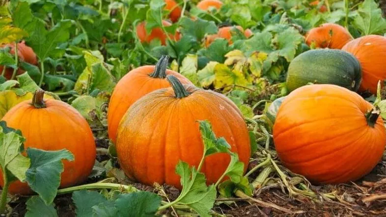 रोज पीएं कद्दू का जूस, तनाव को दूर करके लीवर और कैंसर की बीमारियों से करेगा सुरक्षित