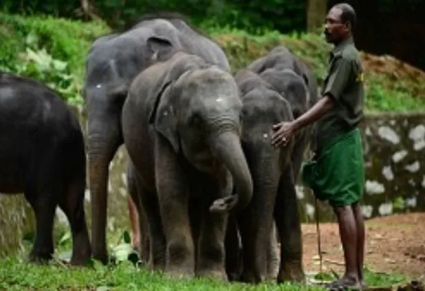 केरल उच्च न्यायालय ने हाथी पुनर्वास केंद्र के निरीक्षण के लिए नियुक्त किया न्याय मित्र